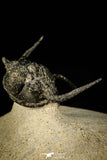 30296 - Top Well Prepared "Flying" 1.23 Inch Cyphaspis (Otarion) cf. boutscharafinense Devonian Trilobite