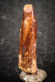 07510 - Well Preserved 0.75 Inch Rebbachisaurus Diplodocoid Sauropod Dinosaur Tooth