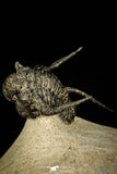 30296 - Top Well Prepared "Flying" 1.23 Inch Cyphaspis (Otarion) cf. boutscharafinense Devonian Trilobite
