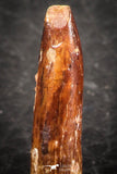 07510 - Well Preserved 0.75 Inch Rebbachisaurus Diplodocoid Sauropod Dinosaur Tooth