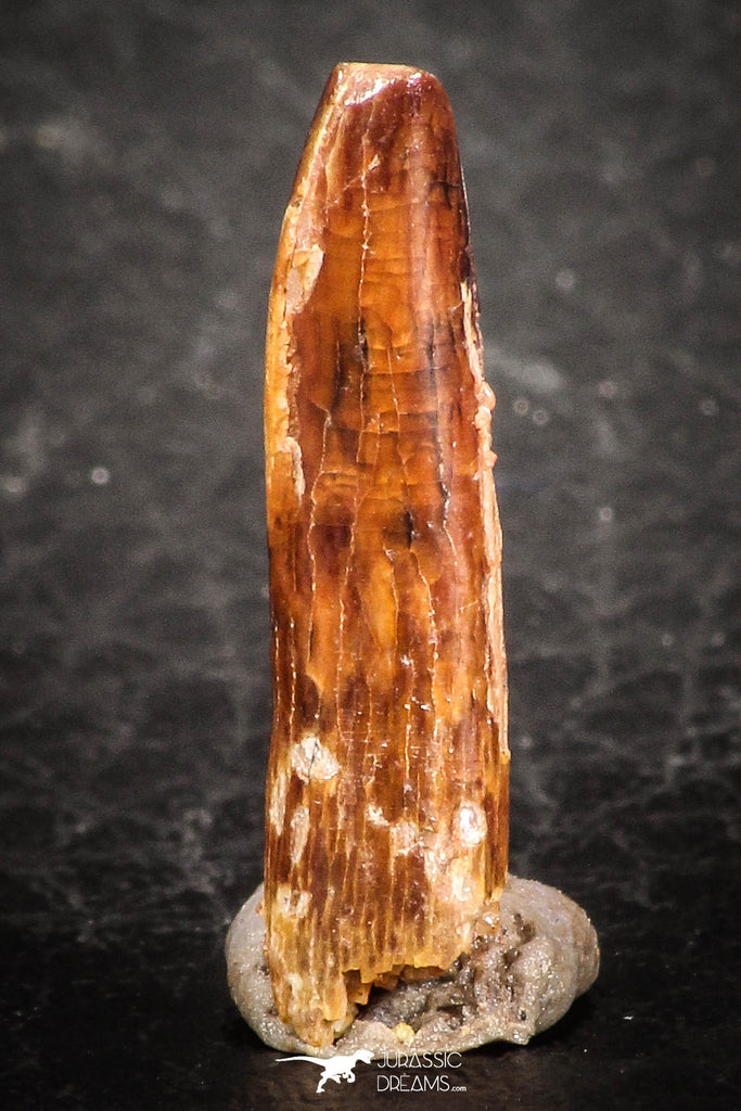 07510 - Well Preserved 0.75 Inch Rebbachisaurus Diplodocoid Sauropod Dinosaur Tooth