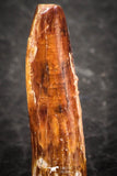 07510 - Well Preserved 0.75 Inch Rebbachisaurus Diplodocoid Sauropod Dinosaur Tooth