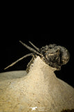 30296 - Top Well Prepared "Flying" 1.23 Inch Cyphaspis (Otarion) cf. boutscharafinense Devonian Trilobite