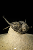 30296 - Top Well Prepared "Flying" 1.23 Inch Cyphaspis (Otarion) cf. boutscharafinense Devonian Trilobite