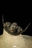 30296 - Top Well Prepared "Flying" 1.23 Inch Cyphaspis (Otarion) cf. boutscharafinense Devonian Trilobite