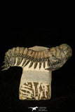 30297 - Top Beautiful 2.23 Inch Crotalocephalina (Crotalocephalus) gibbus Lower Devonian Trilobite