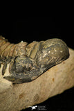 30297 - Top Beautiful 2.23 Inch Crotalocephalina (Crotalocephalus) gibbus Lower Devonian Trilobite