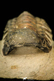 30297 - Top Beautiful 2.23 Inch Crotalocephalina (Crotalocephalus) gibbus Lower Devonian Trilobite