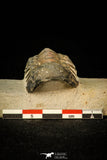30297 - Top Beautiful 2.23 Inch Crotalocephalina (Crotalocephalus) gibbus Lower Devonian Trilobite