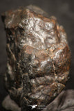 07437 - Fully Complete NWA L-H Type Unclassified Ordinary Chondrite Meteorite 9.0g