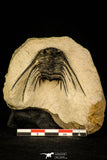 30299 - Outstanding 2.15 Inch Kettneraspis prescheri (Long Occipital Horn) Lower Devonian Trilobite