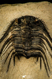30299 - Outstanding 2.15 Inch Kettneraspis prescheri (Long Occipital Horn) Lower Devonian Trilobite