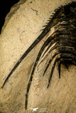30299 - Outstanding 2.15 Inch Kettneraspis prescheri (Long Occipital Horn) Lower Devonian Trilobite
