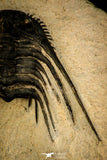 30299 - Outstanding 2.15 Inch Kettneraspis prescheri (Long Occipital Horn) Lower Devonian Trilobite