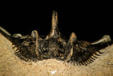 30299 - Outstanding 2.15 Inch Kettneraspis prescheri (Long Occipital Horn) Lower Devonian Trilobite