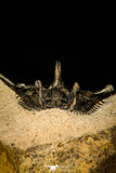30299 - Outstanding 2.15 Inch Kettneraspis prescheri (Long Occipital Horn) Lower Devonian Trilobite