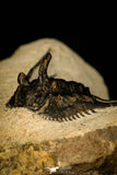 30299 - Outstanding 2.15 Inch Kettneraspis prescheri (Long Occipital Horn) Lower Devonian Trilobite