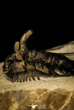 30299 - Outstanding 2.15 Inch Kettneraspis prescheri (Long Occipital Horn) Lower Devonian Trilobite
