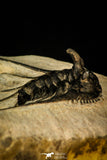30299 - Outstanding 2.15 Inch Kettneraspis prescheri (Long Occipital Horn) Lower Devonian Trilobite