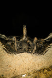 30299 - Outstanding 2.15 Inch Kettneraspis prescheri (Long Occipital Horn) Lower Devonian Trilobite