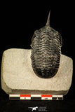 30300 - Well Prepared "Flying" 2.59 Inch Morocconites malladoides Middle Devonian Trilobite