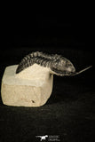 30300 - Well Prepared "Flying" 2.59 Inch Morocconites malladoides Middle Devonian Trilobite