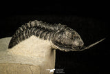 30300 - Well Prepared "Flying" 2.59 Inch Morocconites malladoides Middle Devonian Trilobite