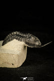 30300 - Well Prepared "Flying" 2.59 Inch Morocconites malladoides Middle Devonian Trilobite