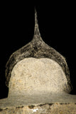 30300 - Well Prepared "Flying" 2.59 Inch Morocconites malladoides Middle Devonian Trilobite