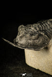 30300 - Well Prepared "Flying" 2.59 Inch Morocconites malladoides Middle Devonian Trilobite