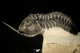 30300 - Well Prepared "Flying" 2.59 Inch Morocconites malladoides Middle Devonian Trilobite