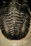 30300 - Well Prepared "Flying" 2.59 Inch Morocconites malladoides Middle Devonian Trilobite
