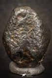 07440 - Fully Complete NWA L-H Type Unclassified Ordinary Chondrite Meteorite 8.0g
