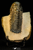 30301 - Gorgeous 3.05 Inch Crotalocephalina (Crotalocephalus) gibbus Lower Devonian Trilobite