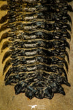 30301 - Gorgeous 3.05 Inch Crotalocephalina (Crotalocephalus) gibbus Lower Devonian Trilobite