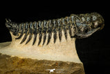 30301 - Gorgeous 3.05 Inch Crotalocephalina (Crotalocephalus) gibbus Lower Devonian Trilobite