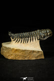 30301 - Gorgeous 3.05 Inch Crotalocephalina (Crotalocephalus) gibbus Lower Devonian Trilobite