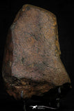 21453 - Complete NWA L-H Type Unclassified Ordinary Chondrite Meteorite 1052.9g