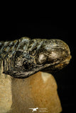 30301 - Gorgeous 3.05 Inch Crotalocephalina (Crotalocephalus) gibbus Lower Devonian Trilobite