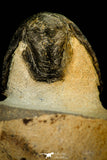 30301 - Gorgeous 3.05 Inch Crotalocephalina (Crotalocephalus) gibbus Lower Devonian Trilobite