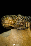 30301 - Gorgeous 3.05 Inch Crotalocephalina (Crotalocephalus) gibbus Lower Devonian Trilobite