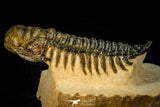 30301 - Gorgeous 3.05 Inch Crotalocephalina (Crotalocephalus) gibbus Lower Devonian Trilobite