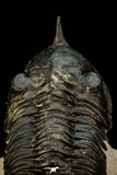 30302 - Well Prepared "Flying" 2.81 Inch Morocconites malladoides Middle Devonian Trilobite