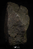 21454 - Almost Complete NWA Unclassified Ordinary Chondrite Meteorite 912.6g