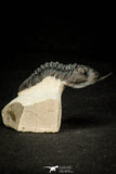 30302 - Well Prepared "Flying" 2.81 Inch Morocconites malladoides Middle Devonian Trilobite