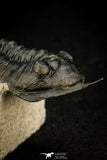 30302 - Well Prepared "Flying" 2.81 Inch Morocconites malladoides Middle Devonian Trilobite