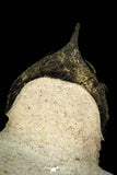 30302 - Well Prepared "Flying" 2.81 Inch Morocconites malladoides Middle Devonian Trilobite