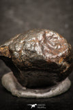07441 - Fully Complete NWA L-H Type Unclassified Ordinary Chondrite Meteorite 4.0g