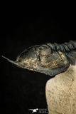 30302 - Well Prepared "Flying" 2.81 Inch Morocconites malladoides Middle Devonian Trilobite