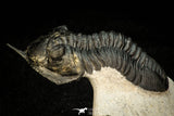 30302 - Well Prepared "Flying" 2.81 Inch Morocconites malladoides Middle Devonian Trilobite